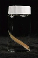 小骨鰧藏品圖，第3張